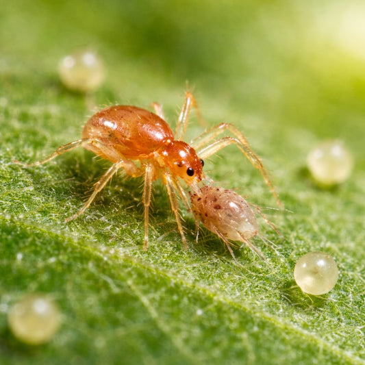 Raubmilbe gegen Spinnmilben