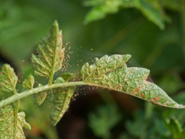 Rote Spinnmilbe erkennen und biologisch bekämpfen – Effektive Tipps von FairyFly