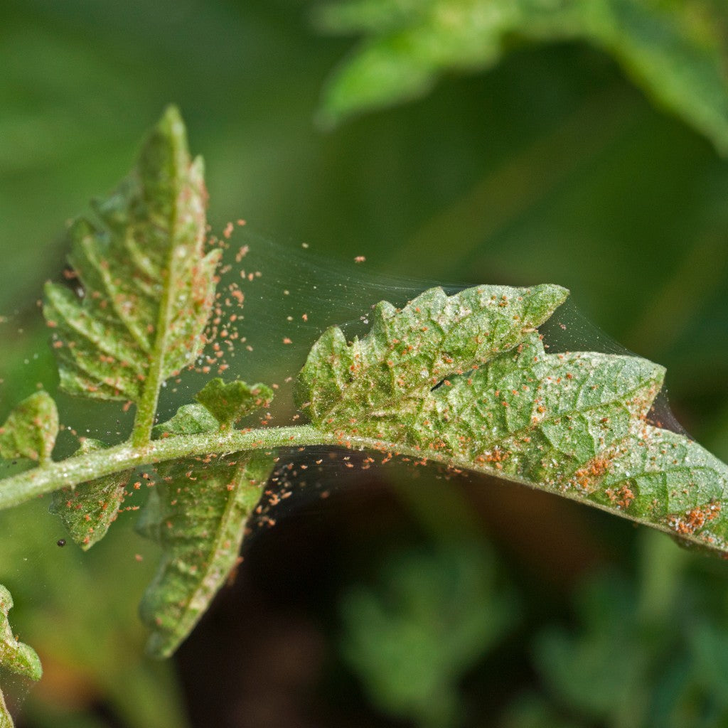 ein mit spinnmilben befallenes blatt
