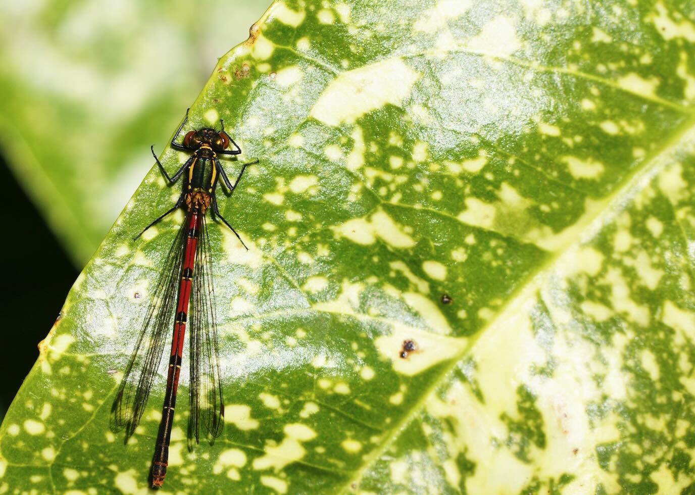 Schädling auf Blattoberseite