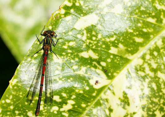 Schädling auf Blattoberseite