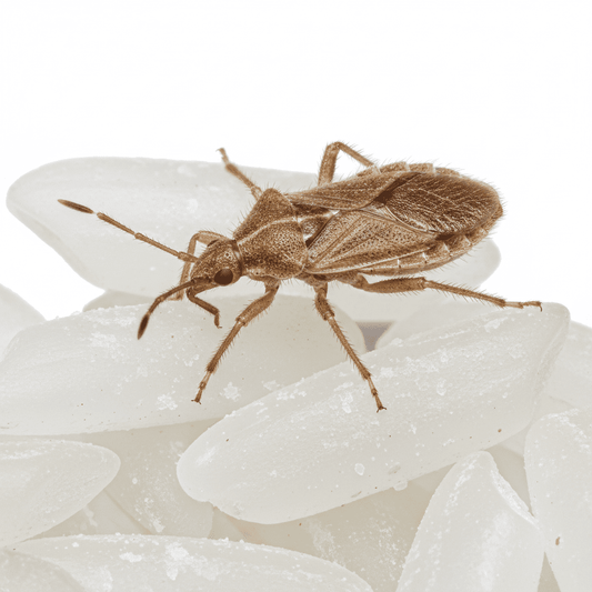 Lagerpiraten (Xylocoris flavipes) – Biologische Schädlingsbekämpfung für Vorräte