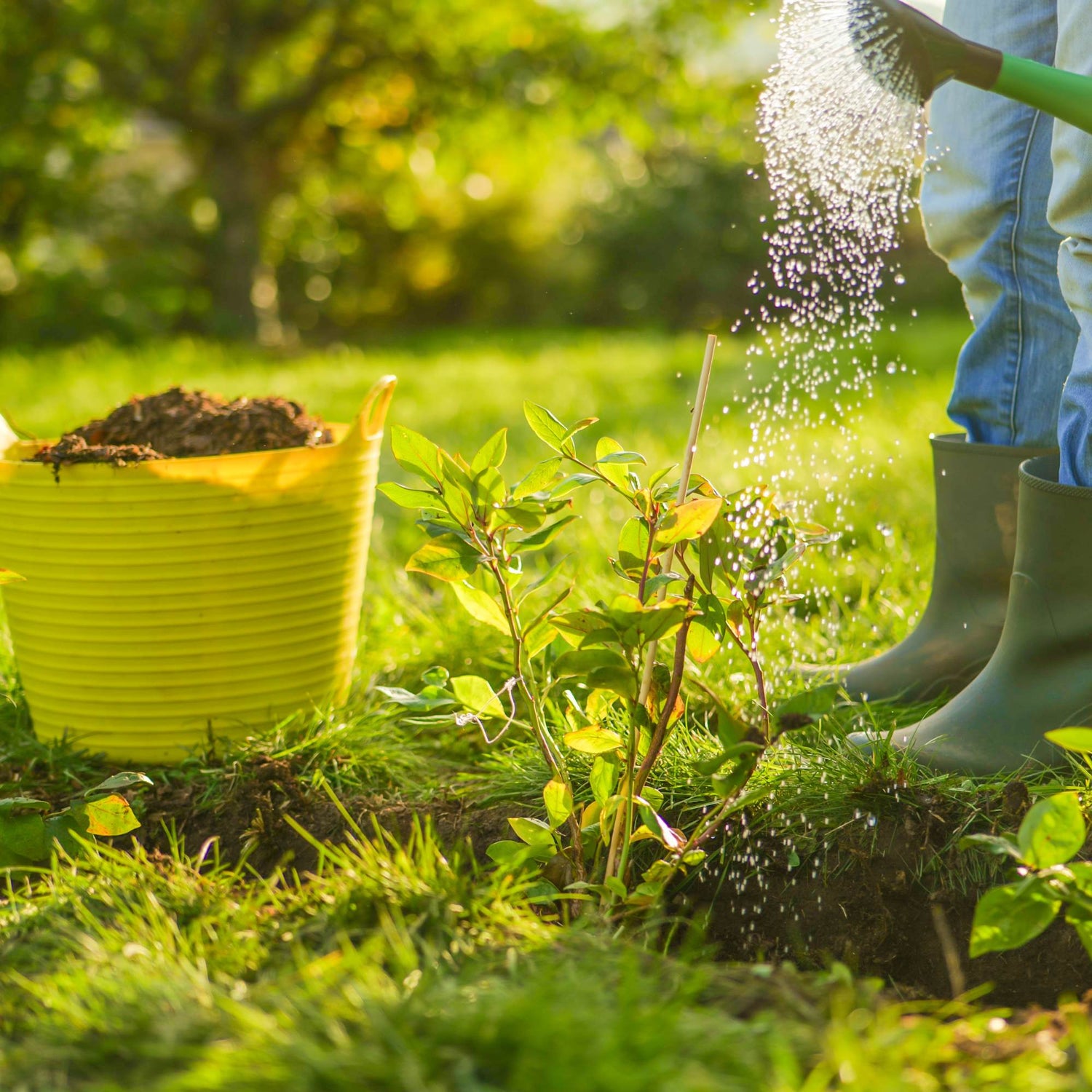 Anwendung von HB-Nematoden im Gartenboden mit Gießkanne