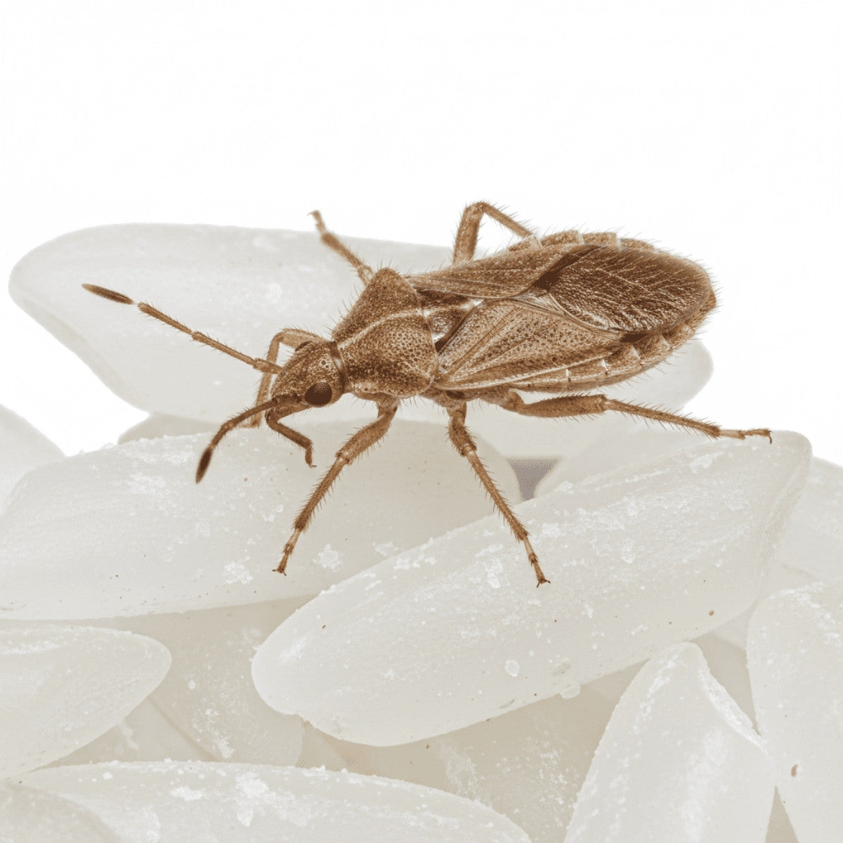 Lagerpirat - Xylocoris flavipes