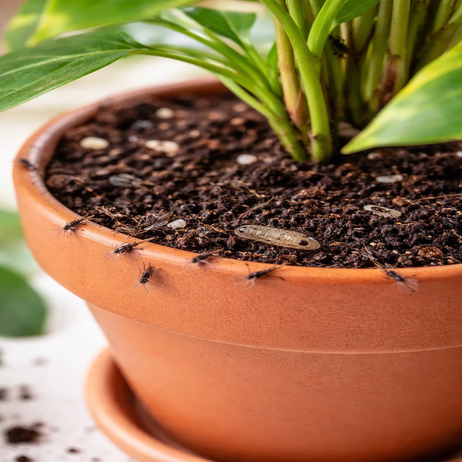 Trauermückenlarven in Blumenerde bei Zimmerpflanzen