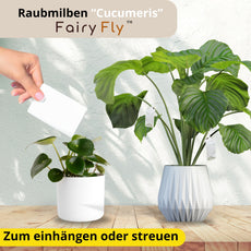 FairyFly Raubmilben Cucumeris – Natürlich gegen Thripse – 100 % Biologisch & Chemiefrei – Für Zimmerpflanzen, Garten & Gewächshaus – Made in Germany
