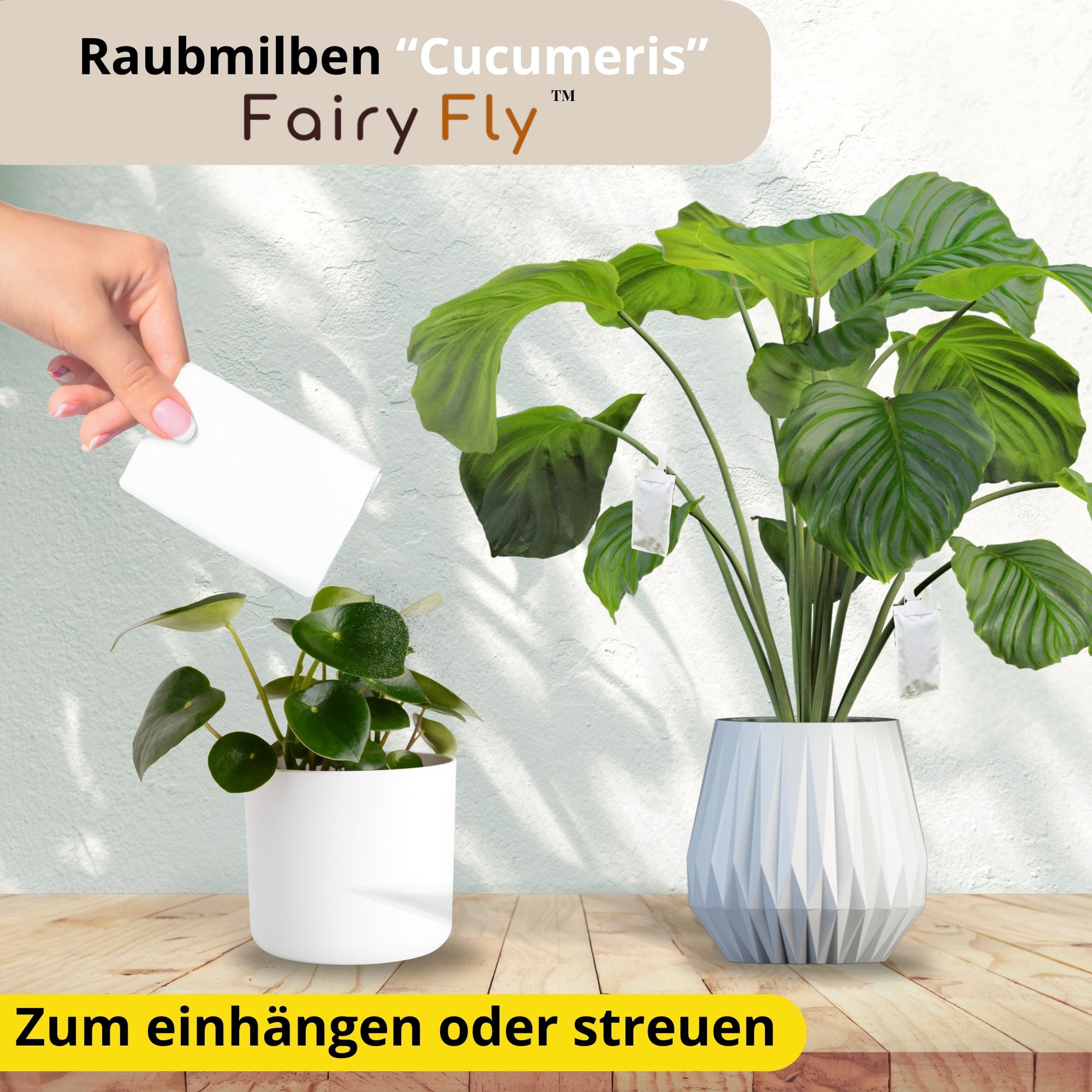 FairyFly Raubmilben Cucumeris – Natürlich gegen Thripse – 100 % Biologisch & Chemiefrei – Für Zimmerpflanzen, Garten & Gewächshaus – Made in Germany