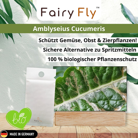 FairyFly Raubmilben Cucumeris – Natürlich gegen Thripse – 100 % Biologisch & Chemiefrei – Für Zimmerpflanzen, Garten & Gewächshaus – Made in Germany