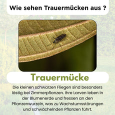 FairyFly SF Nematodes against fungus gnats & larvae – Steinernema Feltiae – Biological pest control for soil & houseplants – Safe & chemical-free – 10 million for 10 m² application