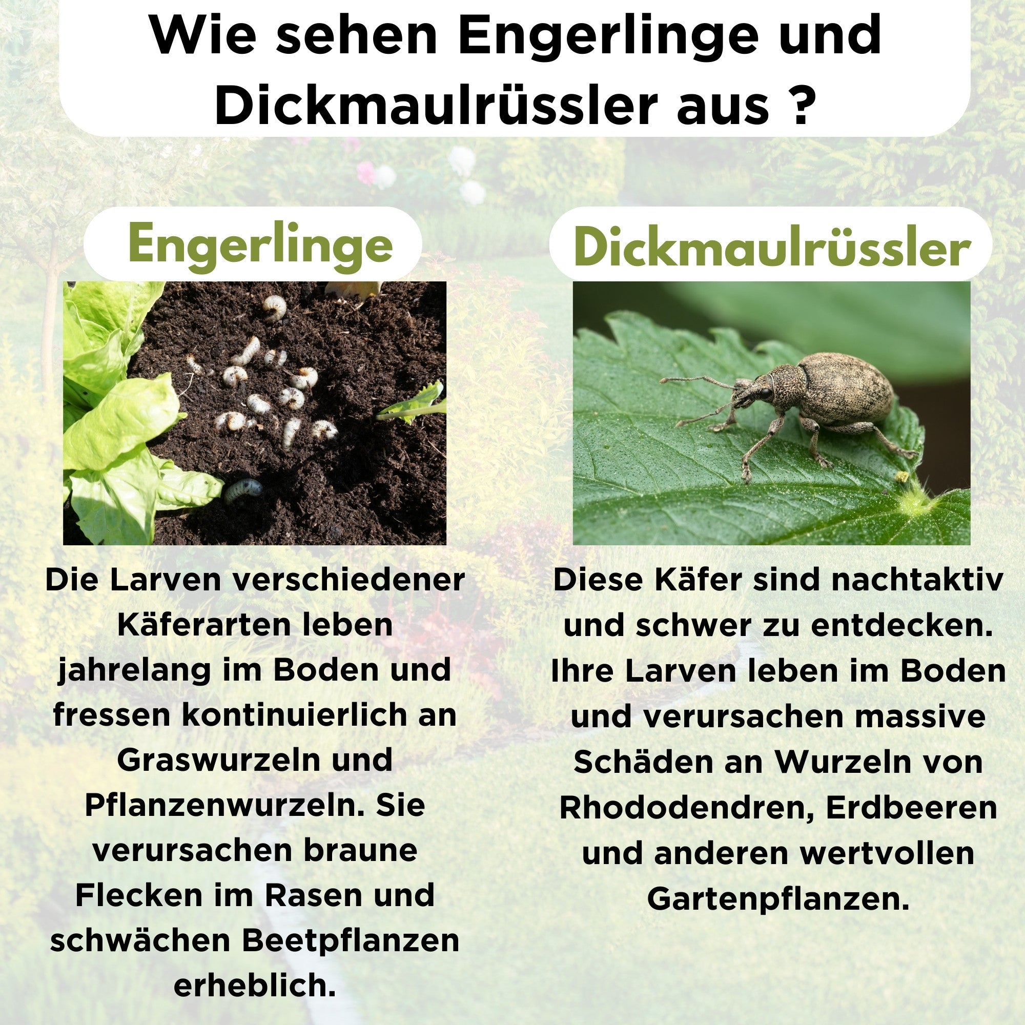 FairyFly HB Nematodes against Wireworms &amp; Vine Weevils – Biological Pest Control without Chemicals – Beneficial Insects Against Larvae in the Soil – Safe for Children, Pets &amp; the Environment