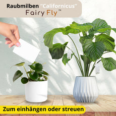 FairyFly Raubmilben Californicus – Natürlich gegen Spinnmilben & Schädlinge – 100 % biologisch & chemiefrei – Für Zimmerpflanzen, Garten & Gewächshaus – Made in Germany