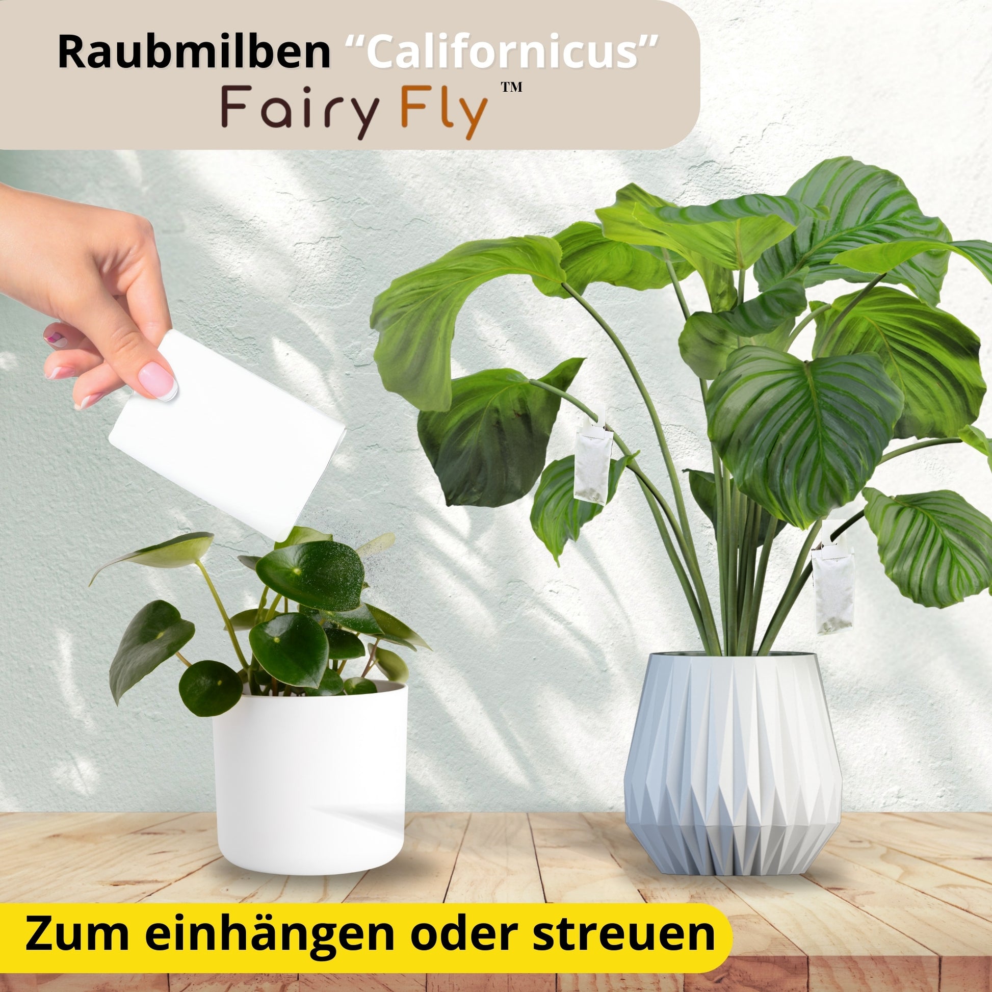 FairyFly Raubmilben Californicus – Natürlich gegen Spinnmilben & Schädlinge – 100 % biologisch & chemiefrei – Für Zimmerpflanzen, Garten & Gewächshaus – Made in Germany