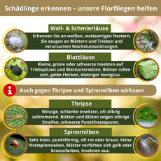 Florfliegen - FairyFly® 1 – 5 Karten gegen Blattläuse, Wollläuse und weitere Schädlinge - FairyFly