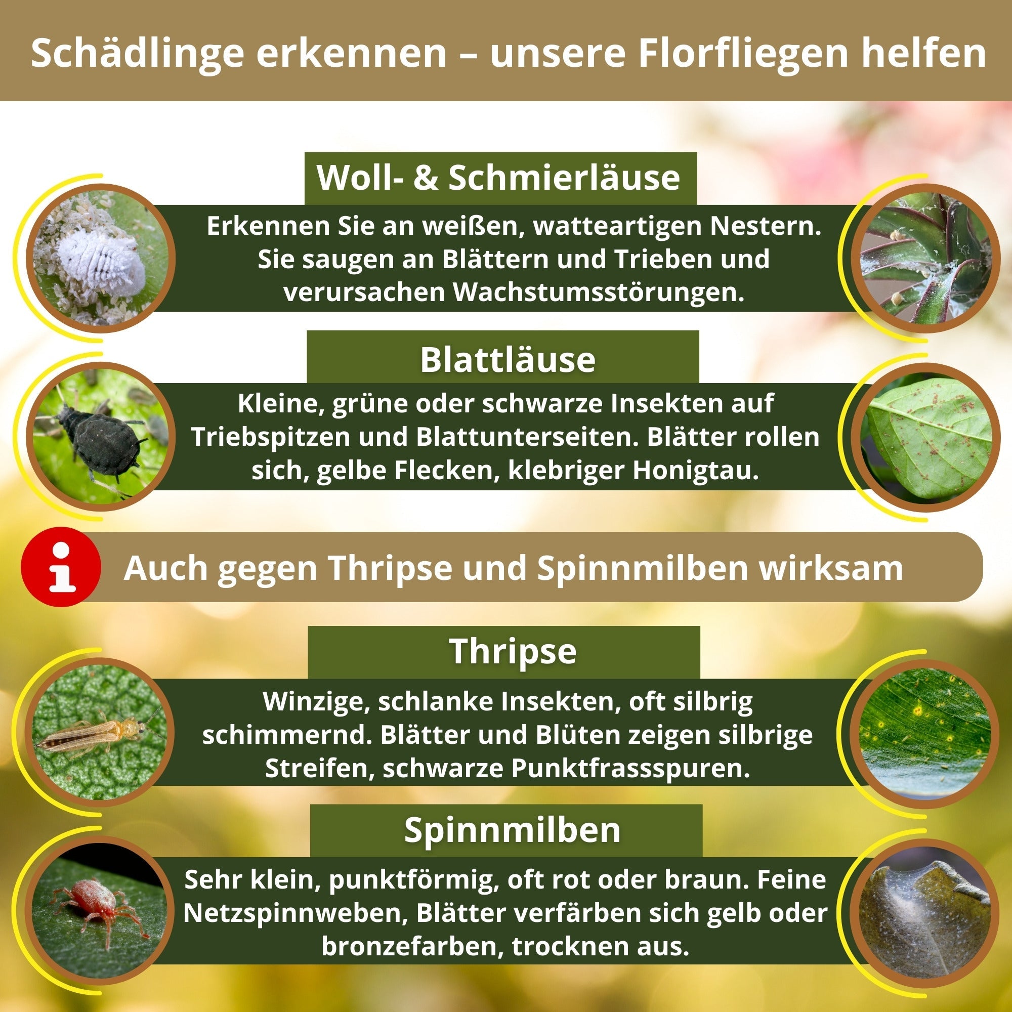 Florfliegen - FairyFly® 1 – 5 Karten gegen Blattläuse, Wollläuse und weitere Schädlinge - FairyFly