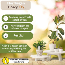 Florfliegen - FairyFly® 1 – 5 Karten gegen Blattläuse, Wollläuse und weitere Schädlinge - FairyFly