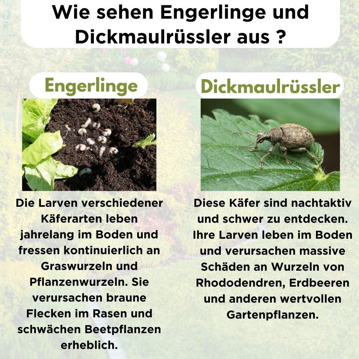 HB - Nematoden gegen Engerlinge & Dickmaulrüssler - FairyFly