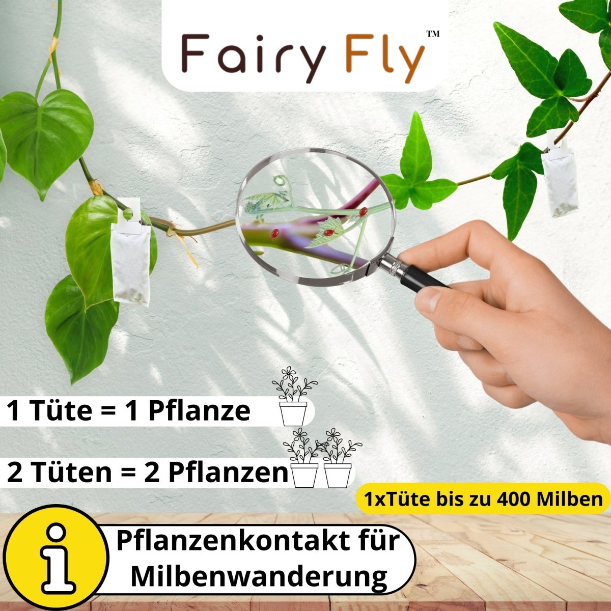 Raubmilben Californicus gegen Spinnmilben & Schädlinge - FairyFly