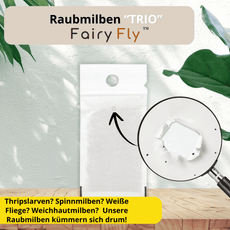 Raubmilben gegen Thripse, Spinnmilben, & Weiße Fliegen - FairyFly