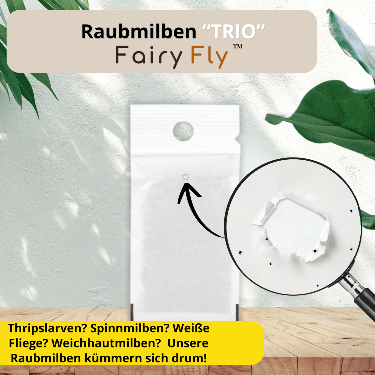 Raubmilben gegen Thripse, Spinnmilben, & Weiße Fliegen - FairyFly
