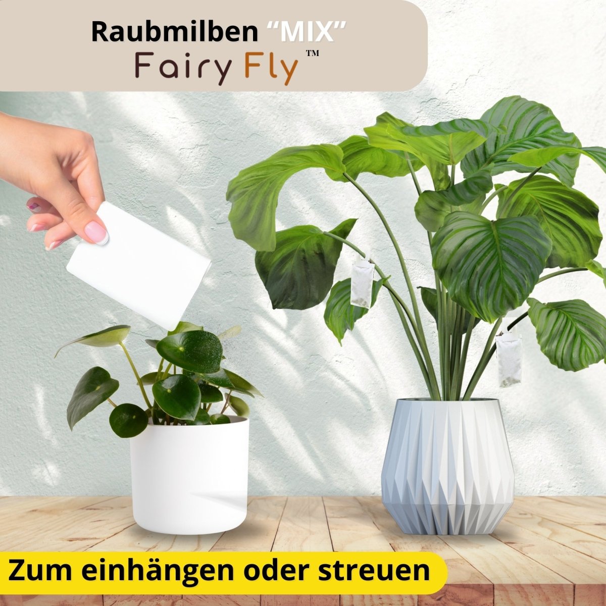 Raubmilben Mix gegen Thripse & Spinnmilben - FairyFly