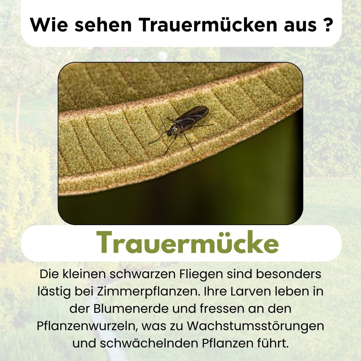 SF - Nematoden gegen Trauermücken - FairyFly